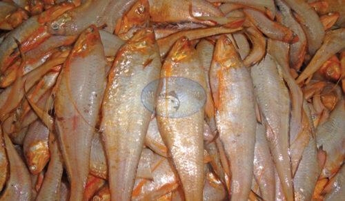 Golden Anchovy (Coilia Dussumieri) IQF