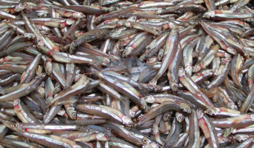 Anchovy (Stolephorus indicus) Block